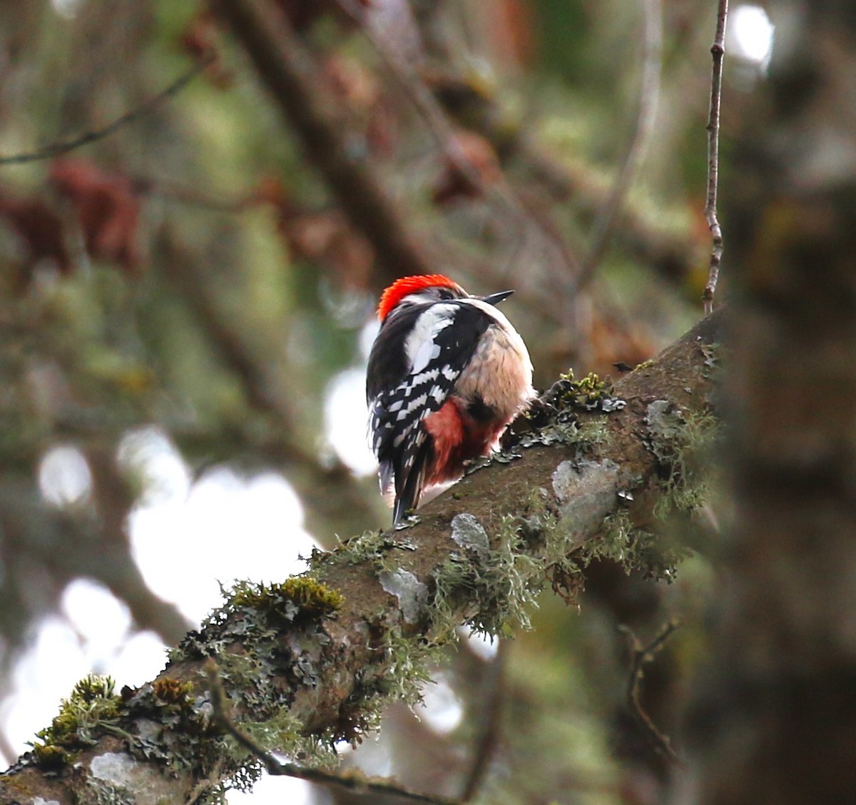 Middle Spotted Woodpecker - ML619675150