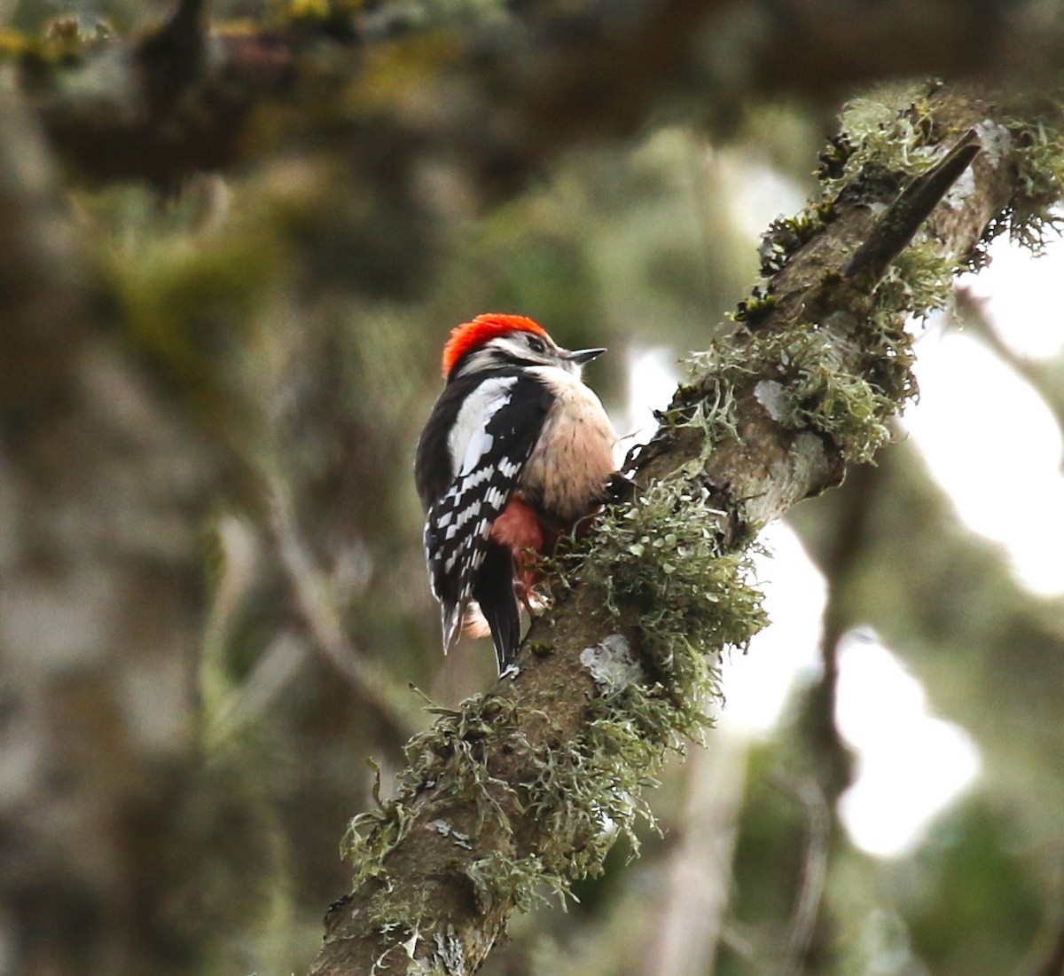 Middle Spotted Woodpecker - ML619675151