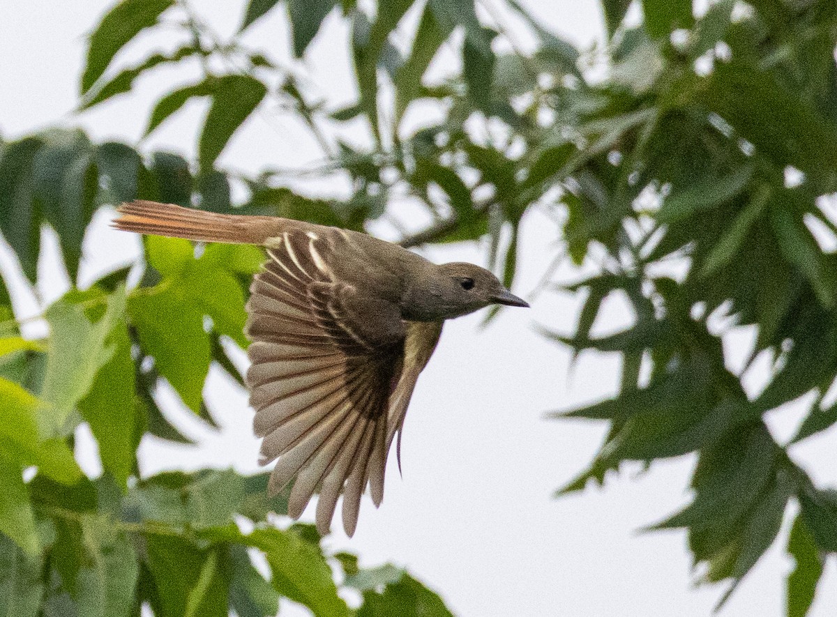 Great Crested Flycatcher - ML619675154