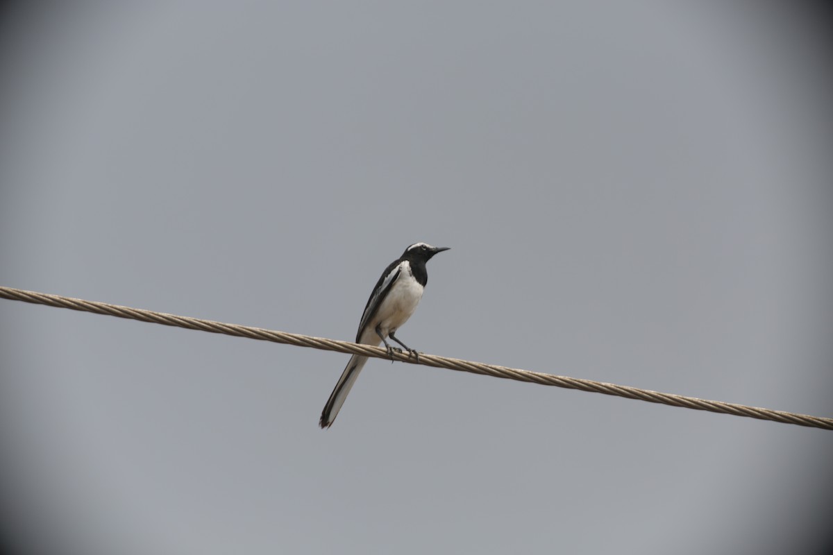 White-browed Wagtail - ML619675169