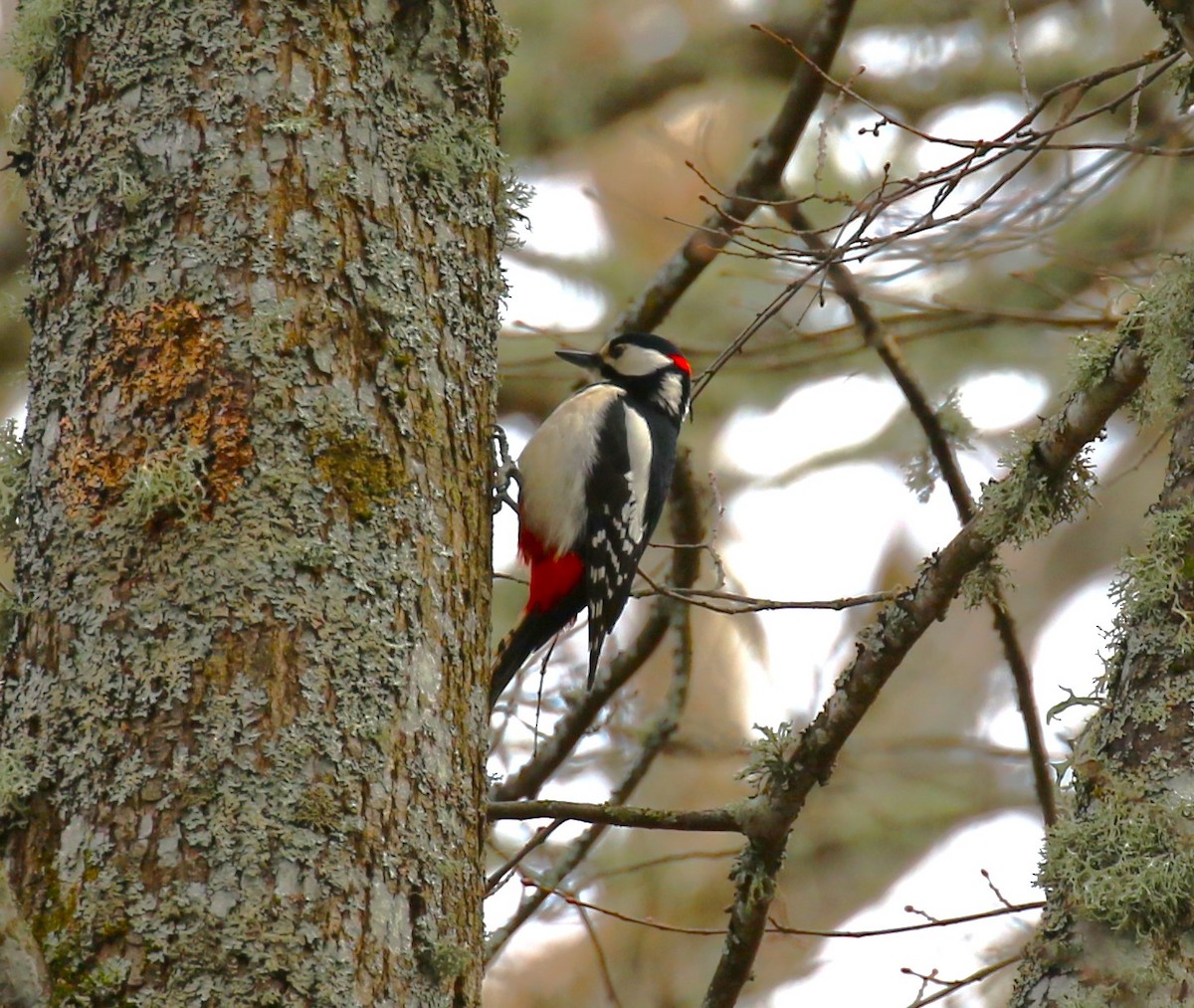 Great Spotted Woodpecker - ML619675172