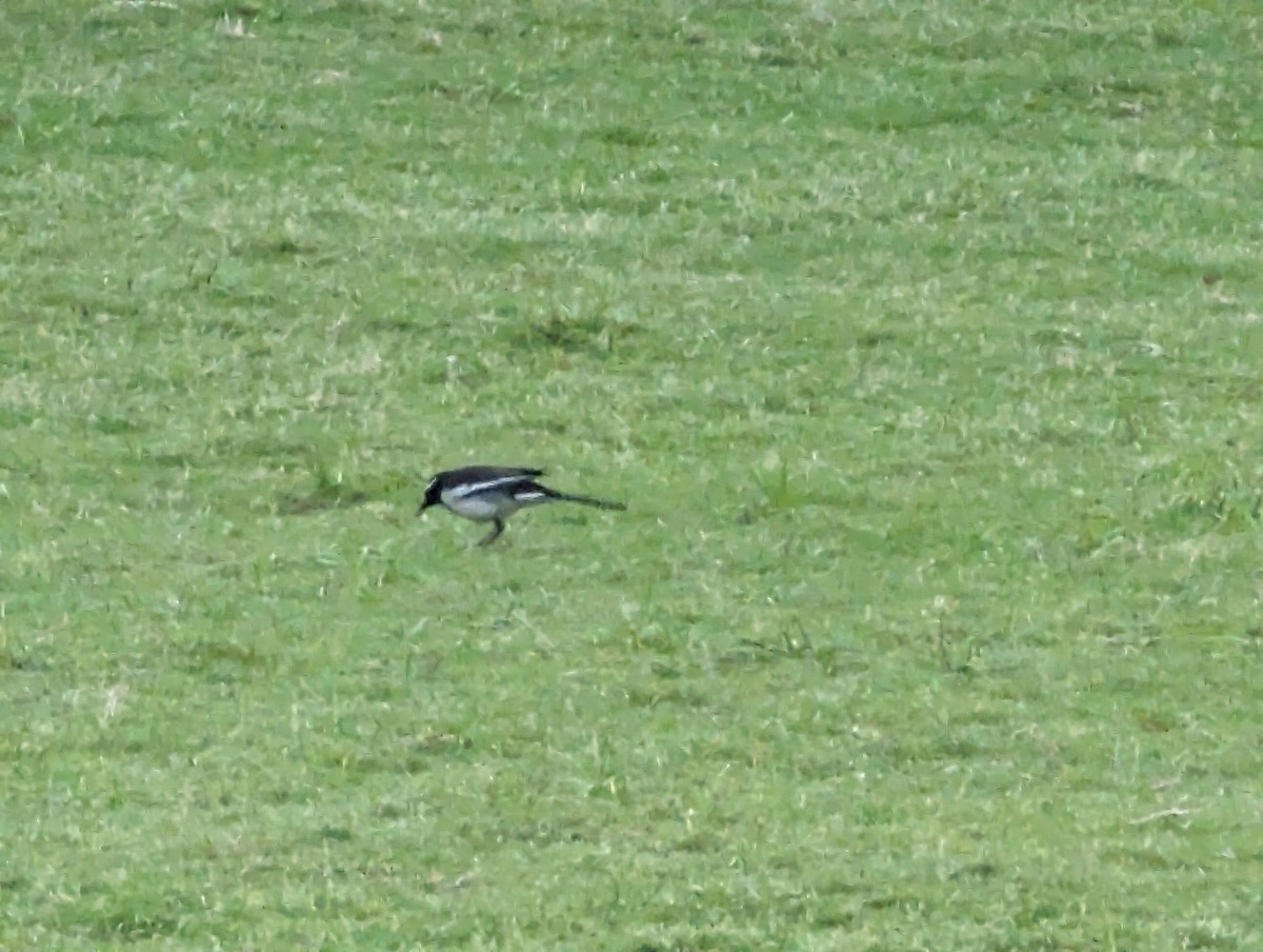 White-browed Wagtail - ML619675216
