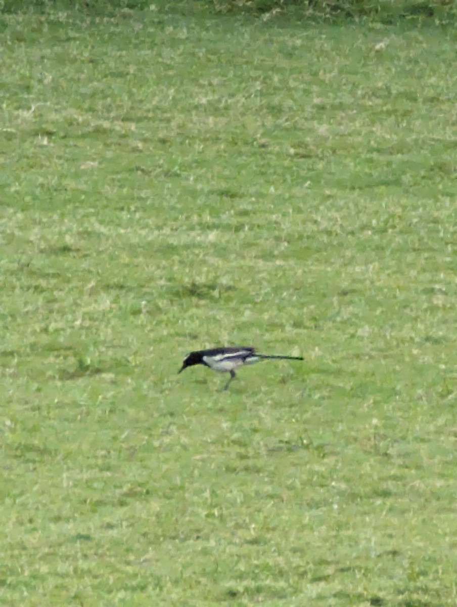 White-browed Wagtail - ML619675217