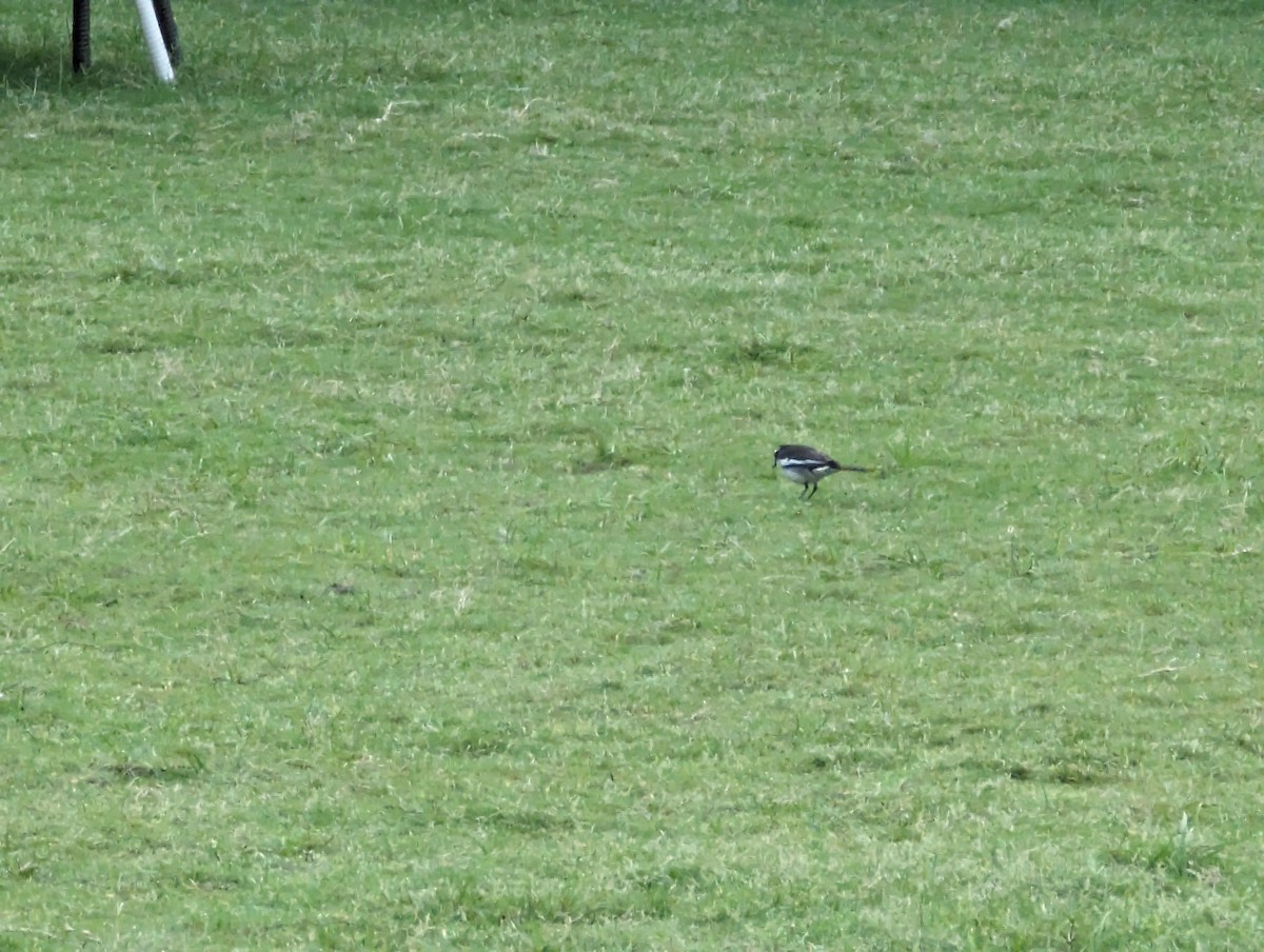 White-browed Wagtail - ML619675218