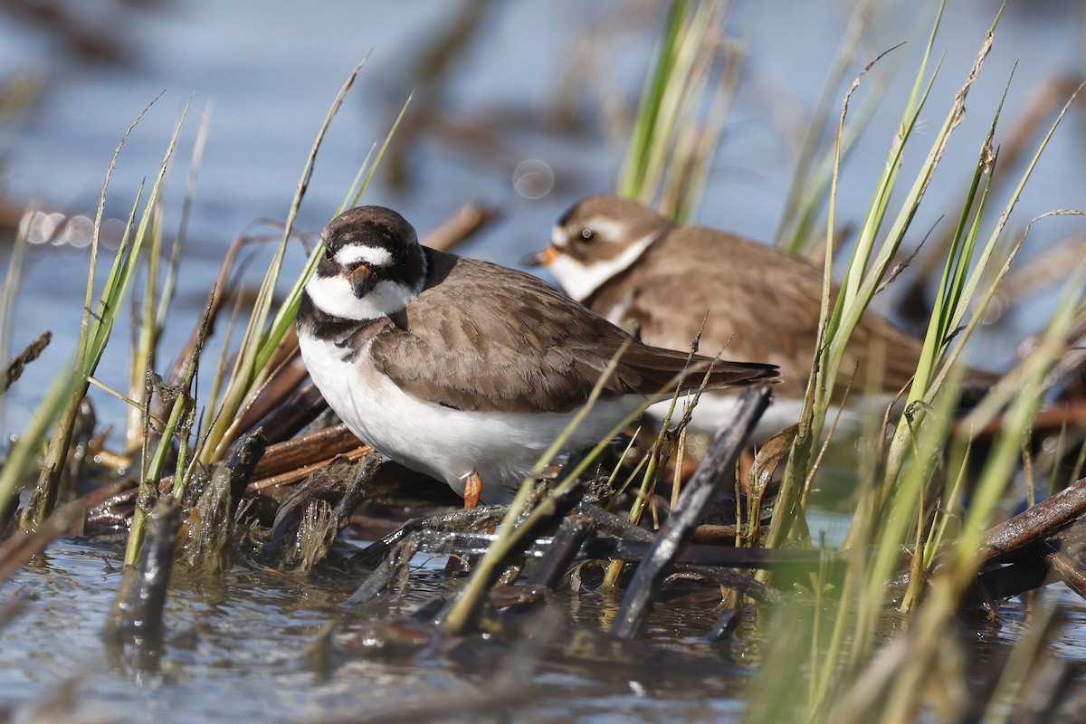 Semipalmated Plover - ML619675247
