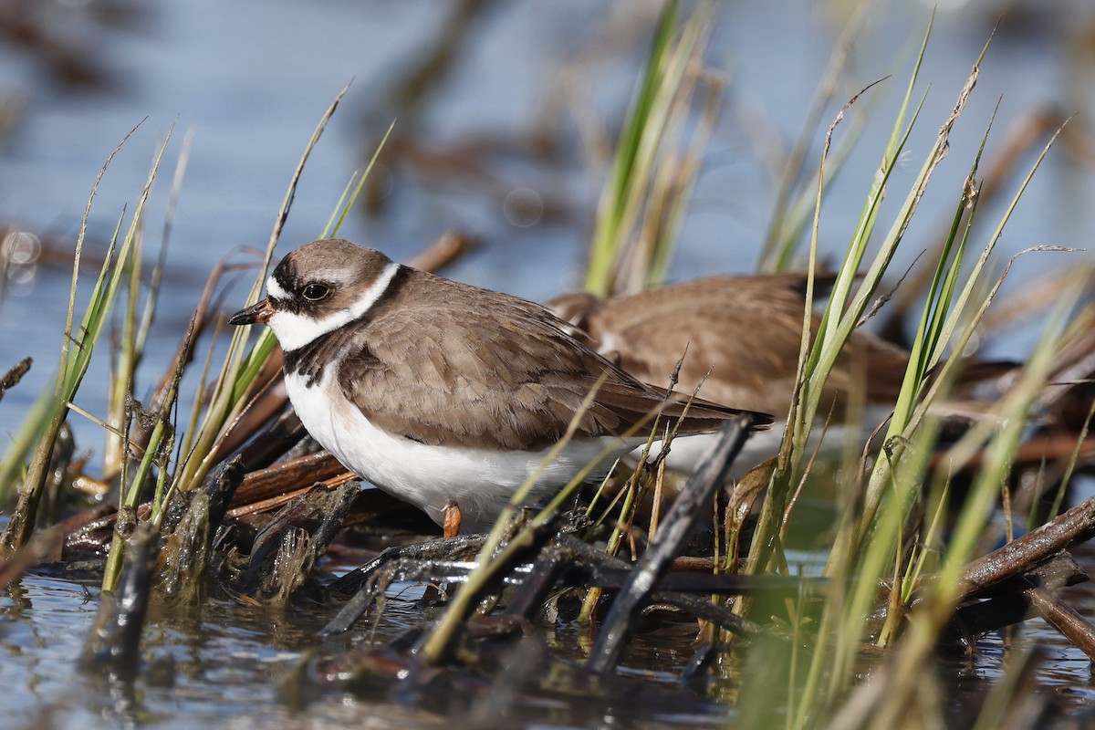 Semipalmated Plover - ML619675248