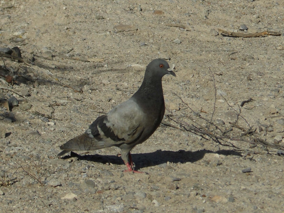 Rock Pigeon (Feral Pigeon) - ML619675281
