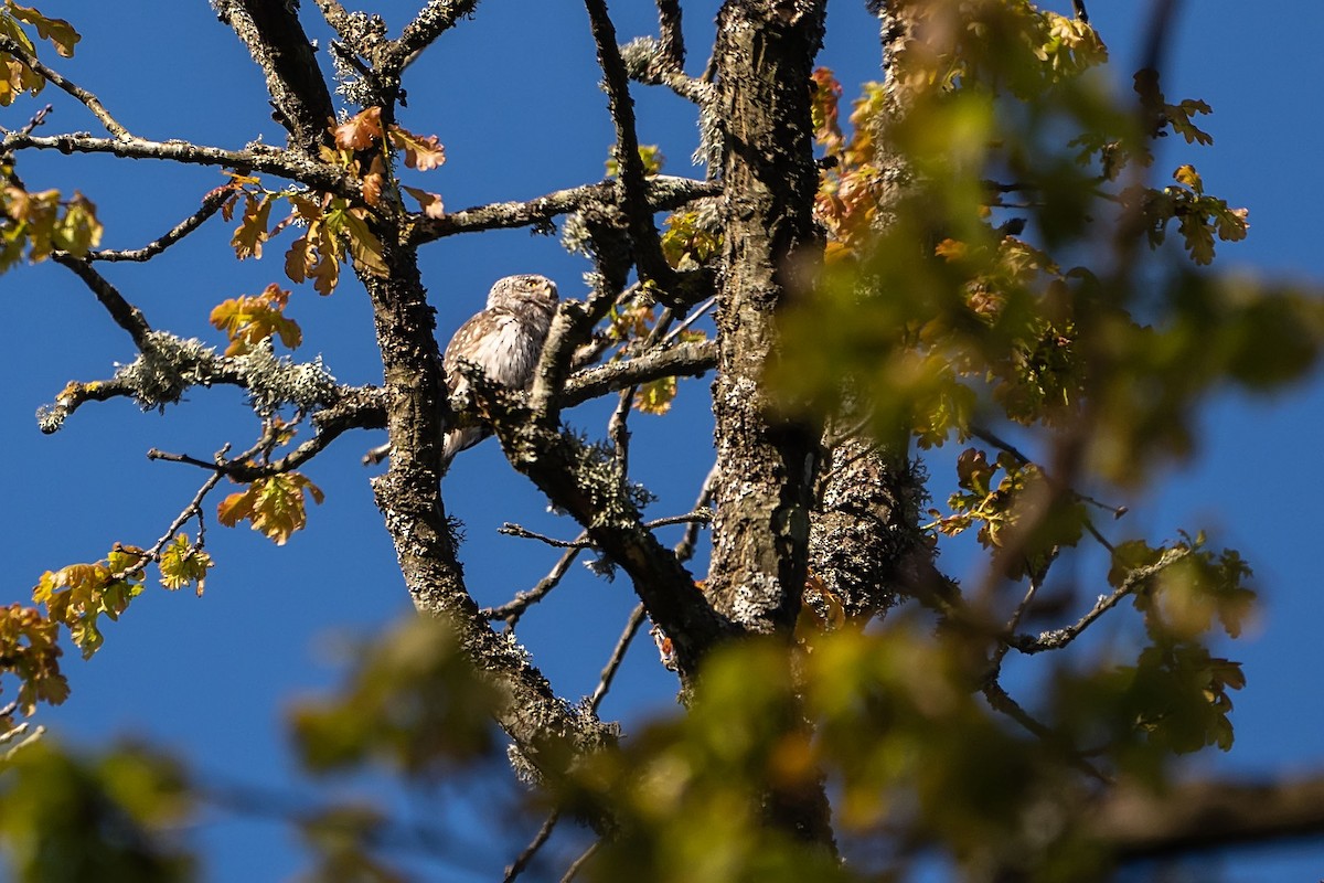Eurasian Pygmy-Owl - ML619675290