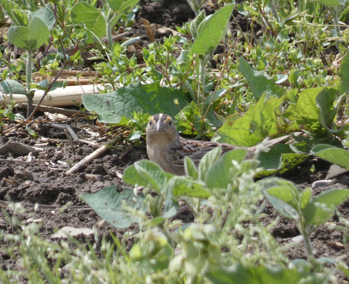 Grasshopper Sparrow - ML619675316