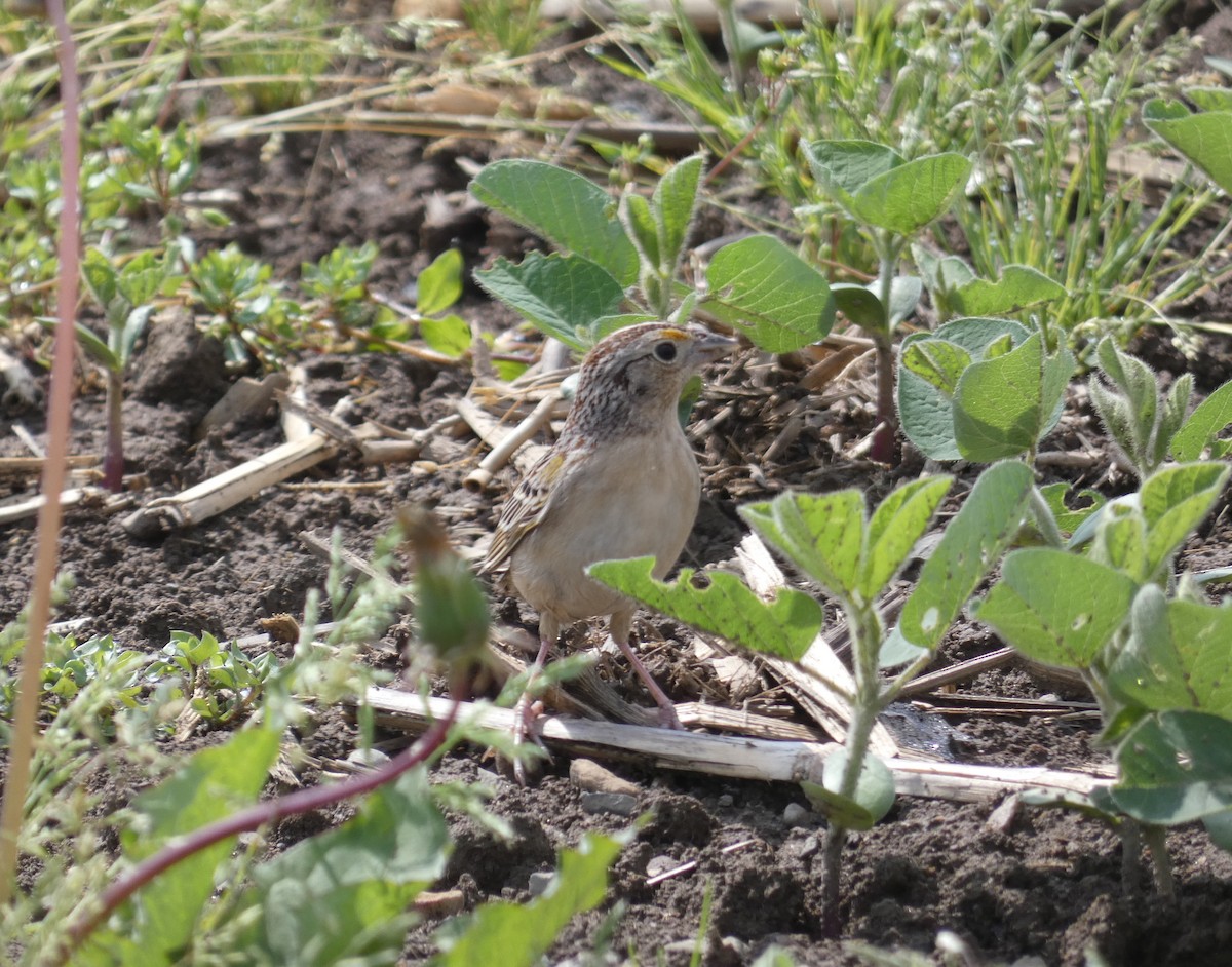 Grasshopper Sparrow - ML619675317