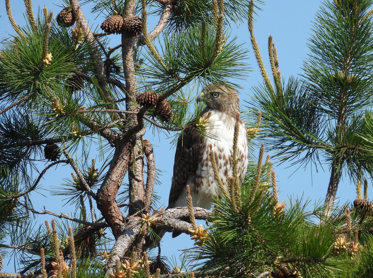 Red-tailed Hawk - ML619675399