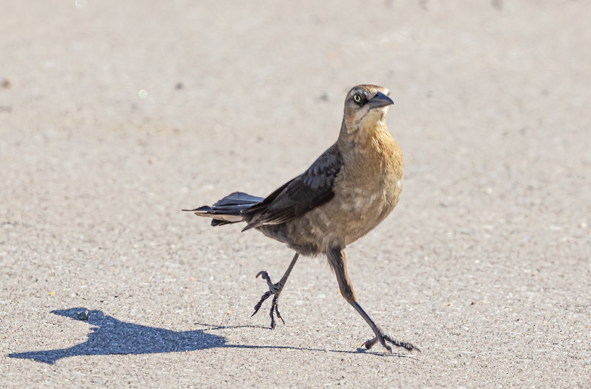Great-tailed Grackle - ML619675424