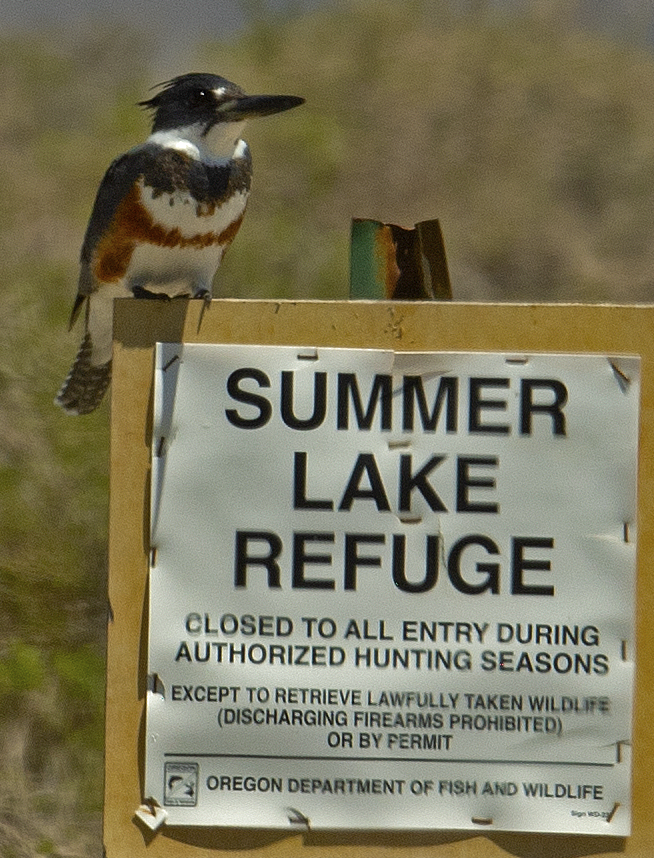 Belted Kingfisher - ML619675432