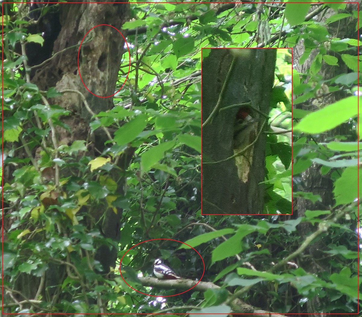 Great Spotted Woodpecker - ML619675450
