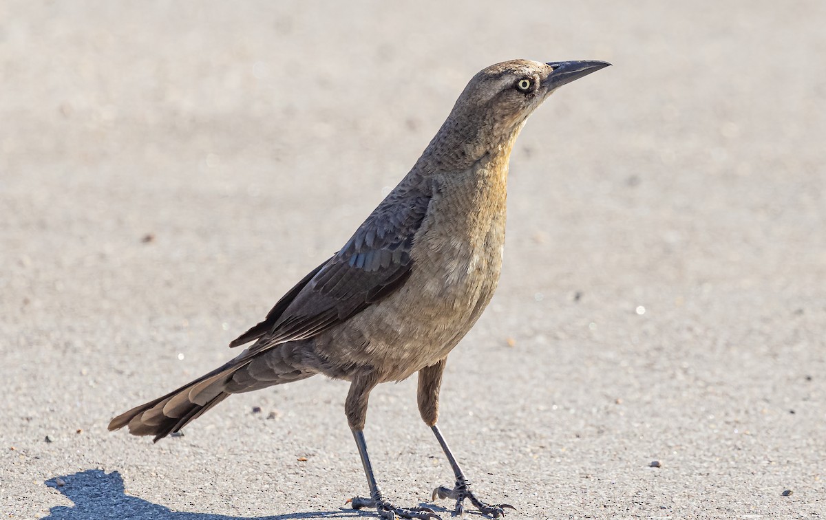 Great-tailed Grackle - ML619675451