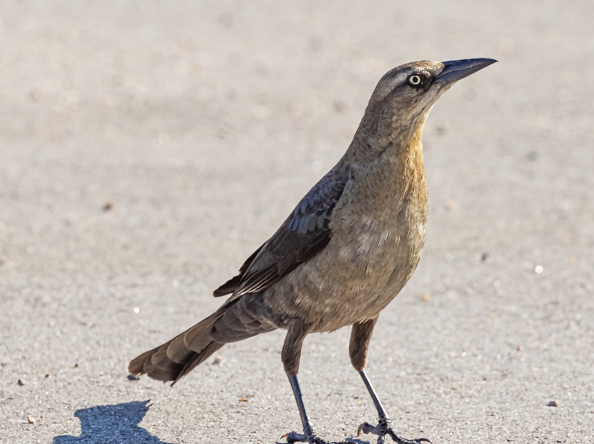 Great-tailed Grackle - ML619675460