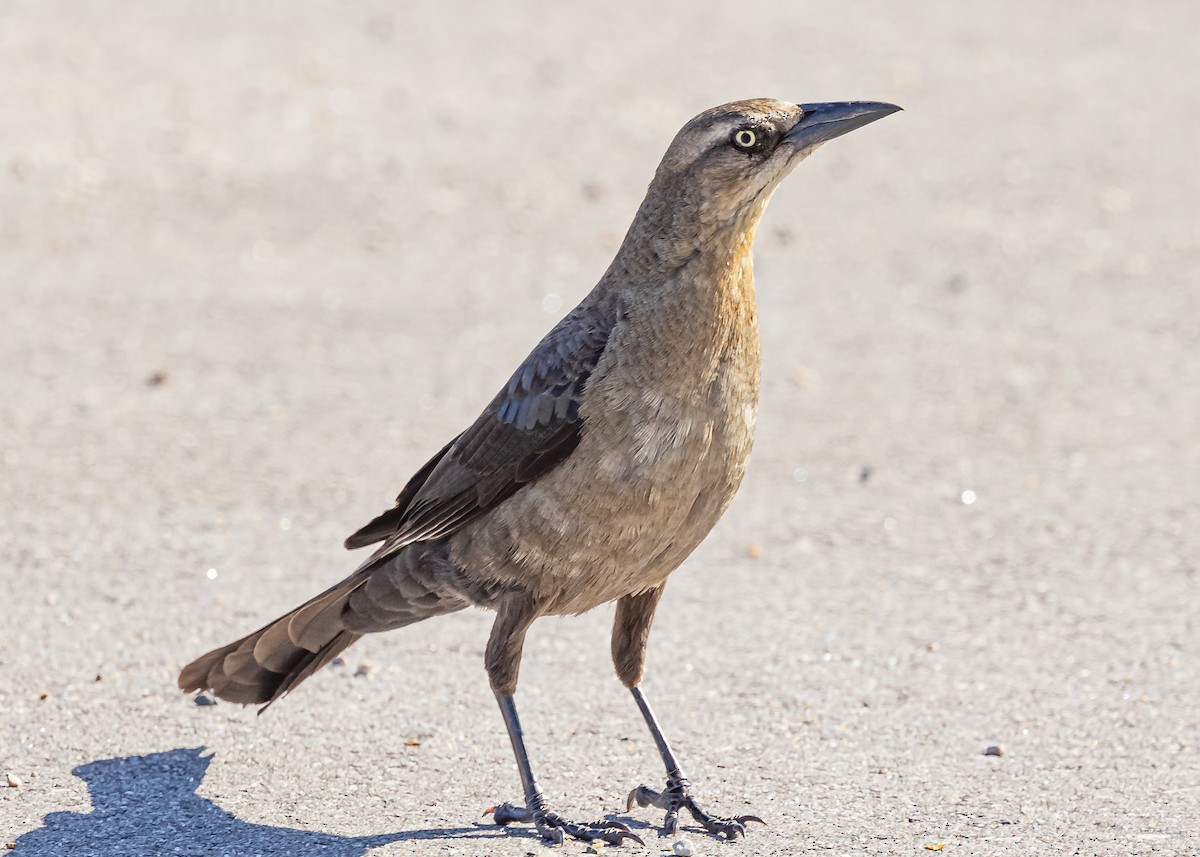 Great-tailed Grackle - ML619675461