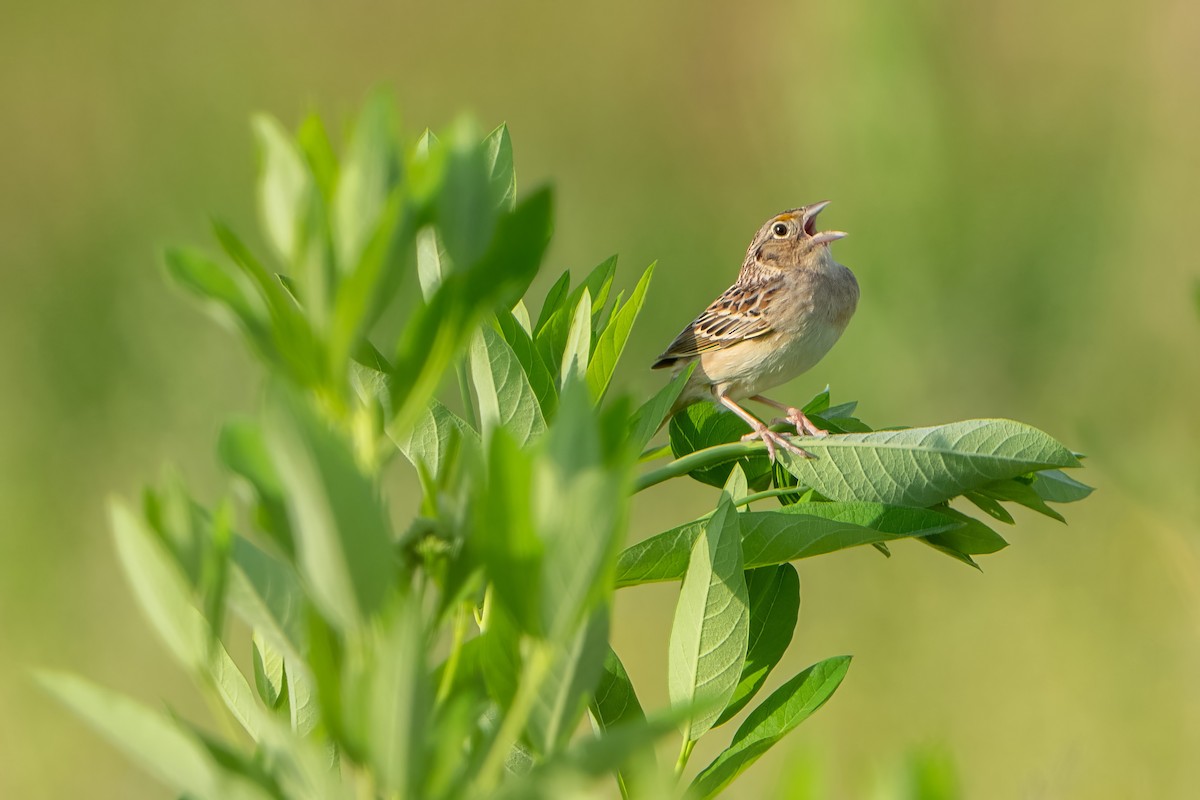 Grasshopper Sparrow - ML619675462