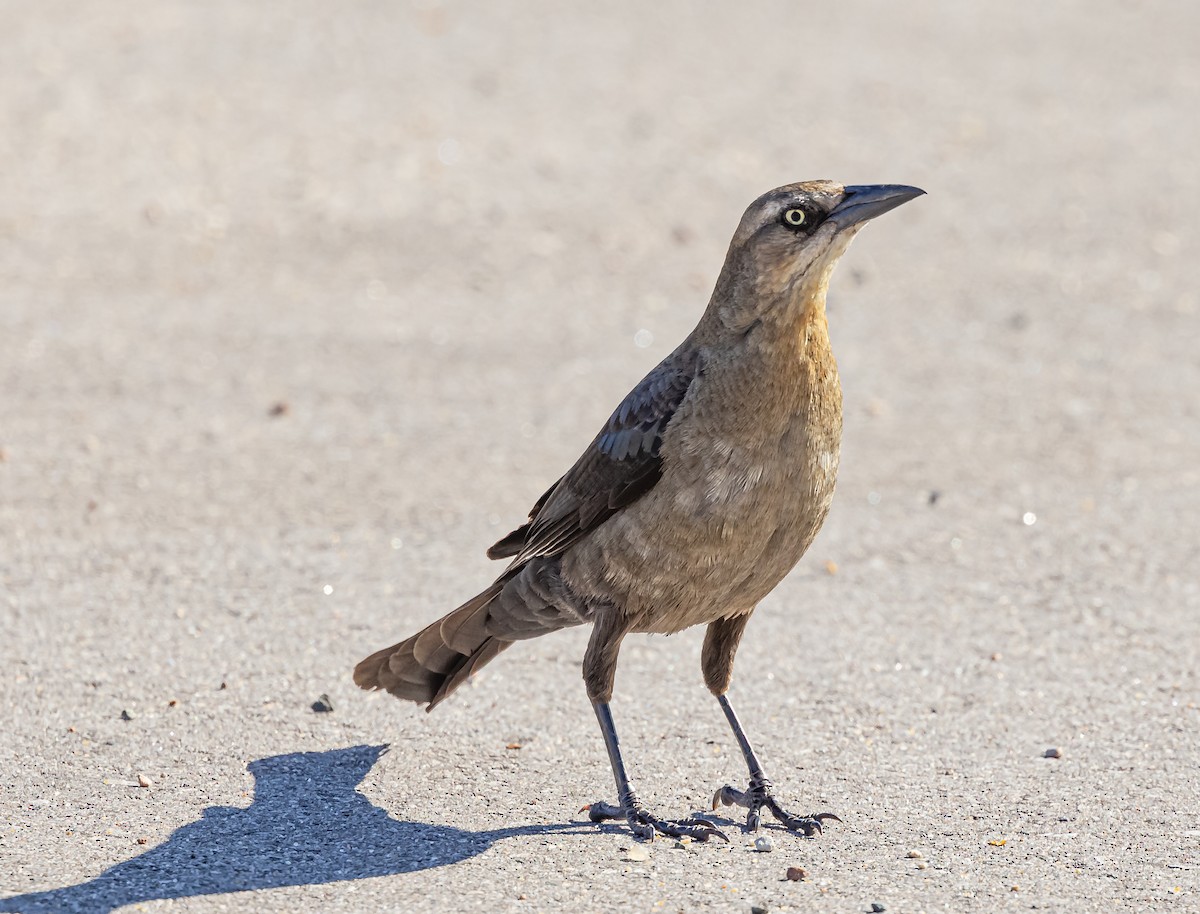 Great-tailed Grackle - ML619675477