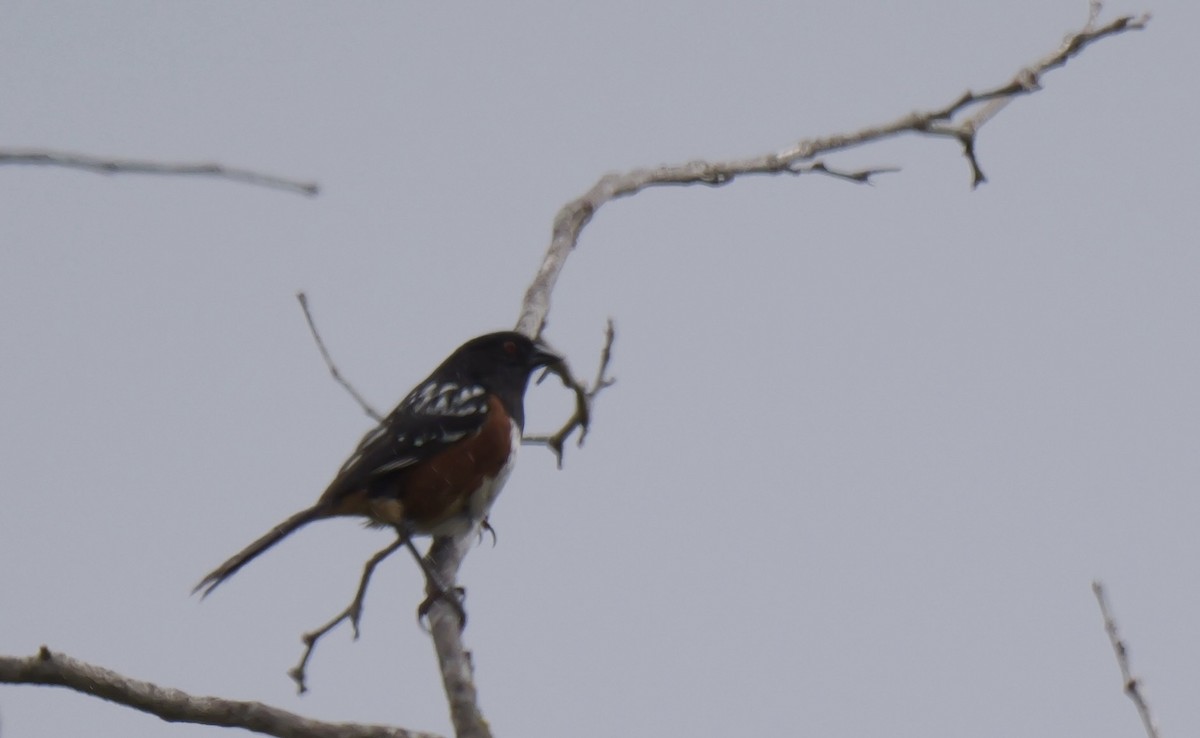 Spotted Towhee - ML619675480