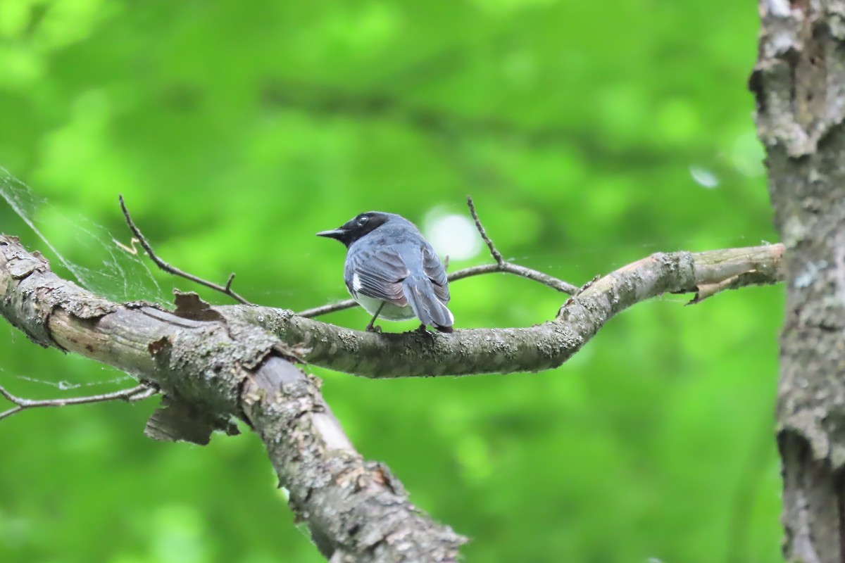 Black-throated Blue Warbler - ML619675484