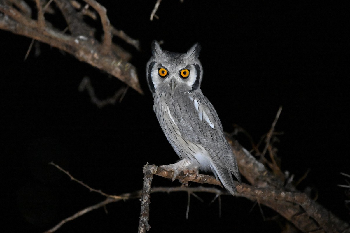 Southern White-faced Owl - ML619675498