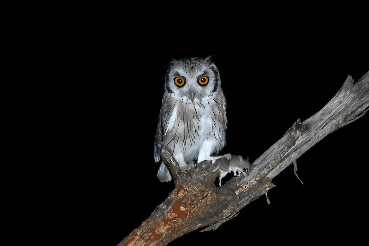 Southern White-faced Owl - ML619675501
