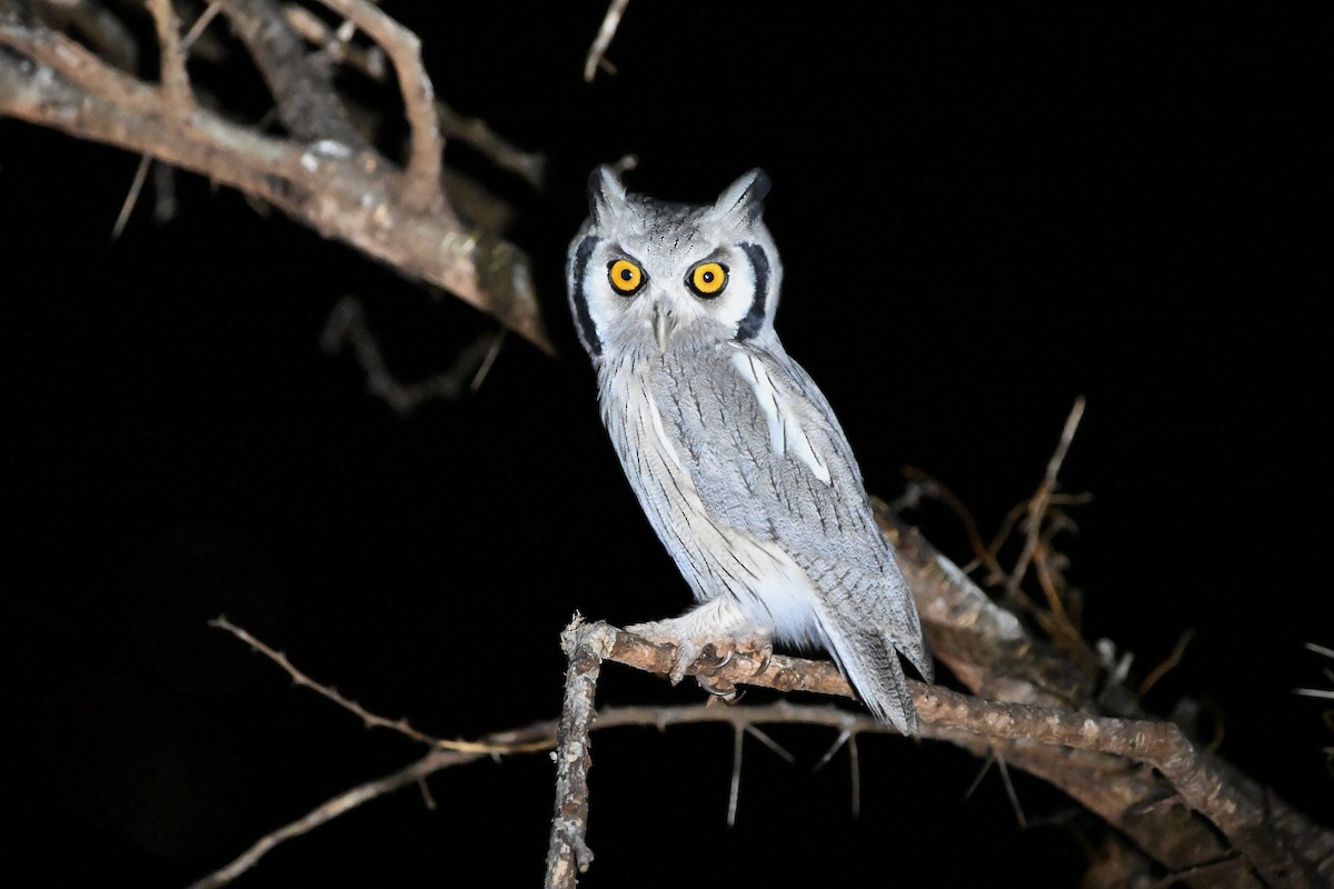 Southern White-faced Owl - ML619675520