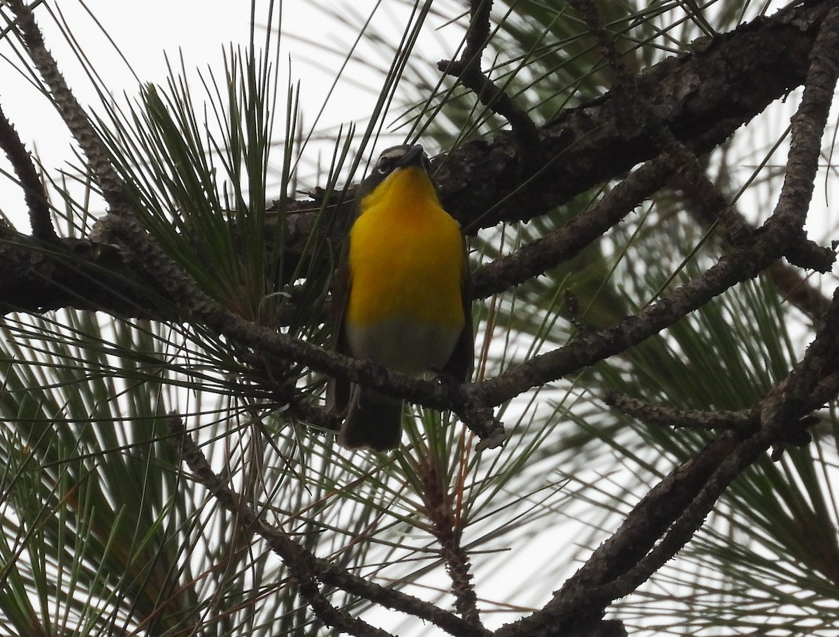 Yellow-breasted Chat - ML619675521