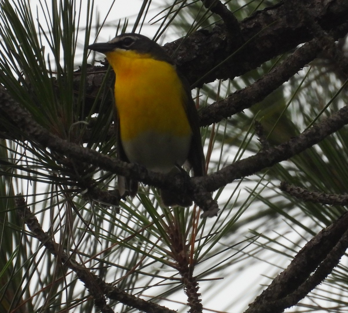 Yellow-breasted Chat - ML619675522