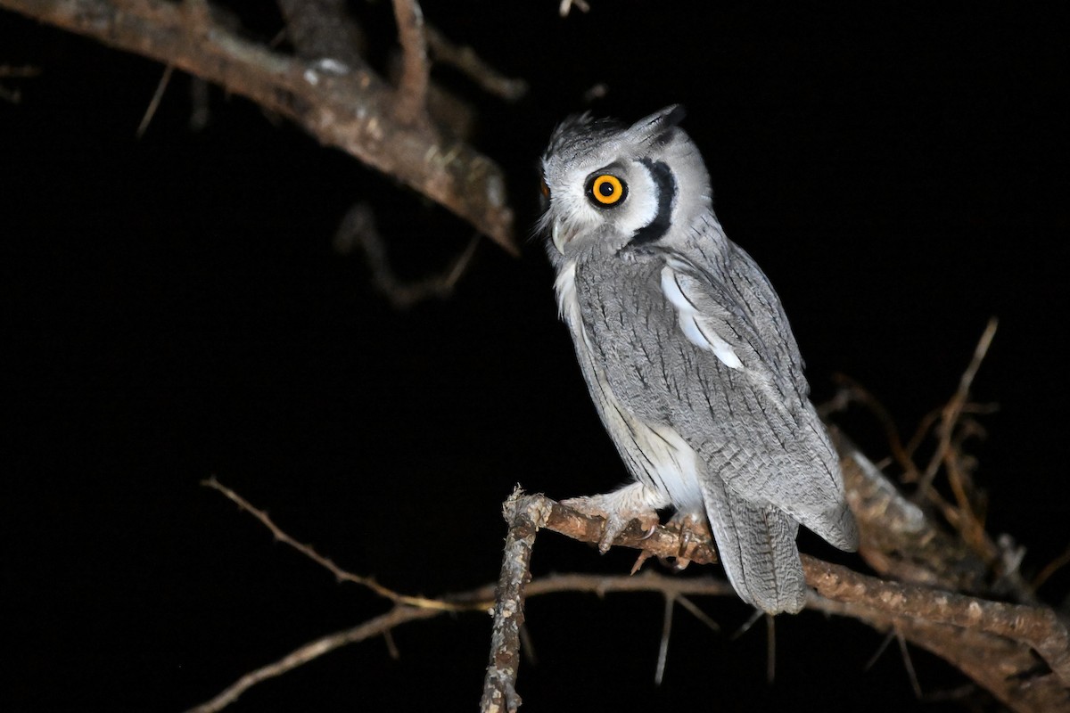 Southern White-faced Owl - ML619675528