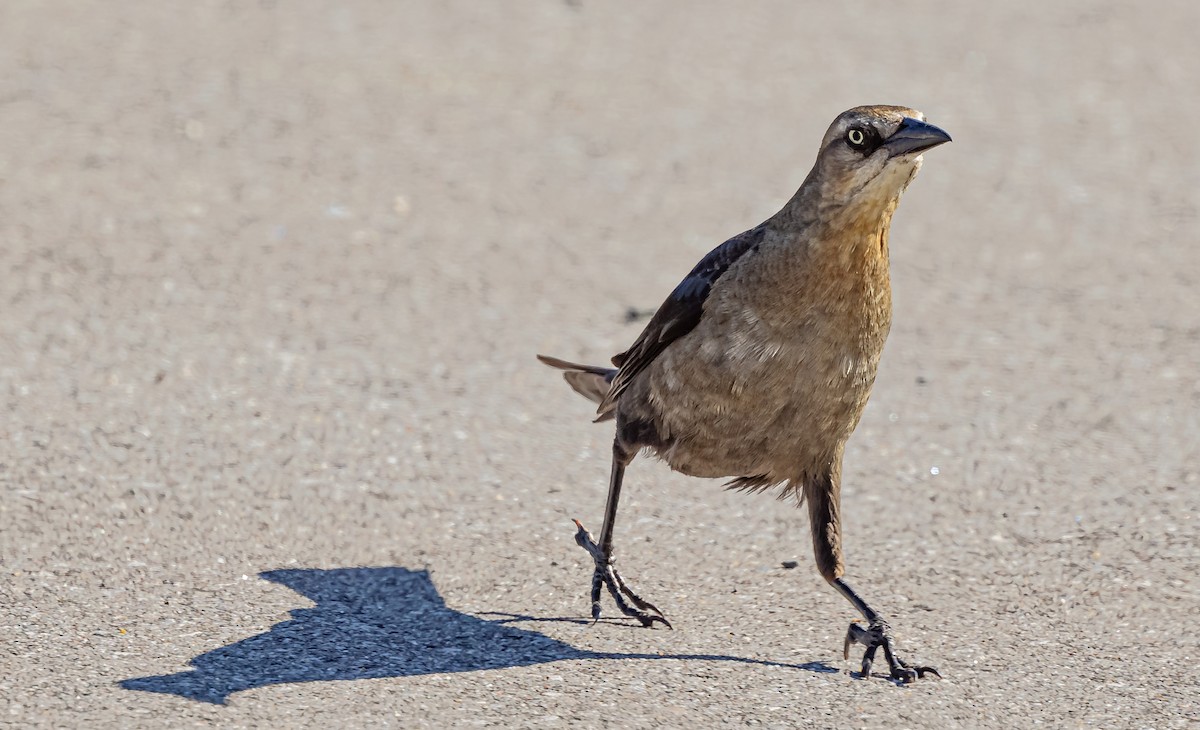 Great-tailed Grackle - ML619675530