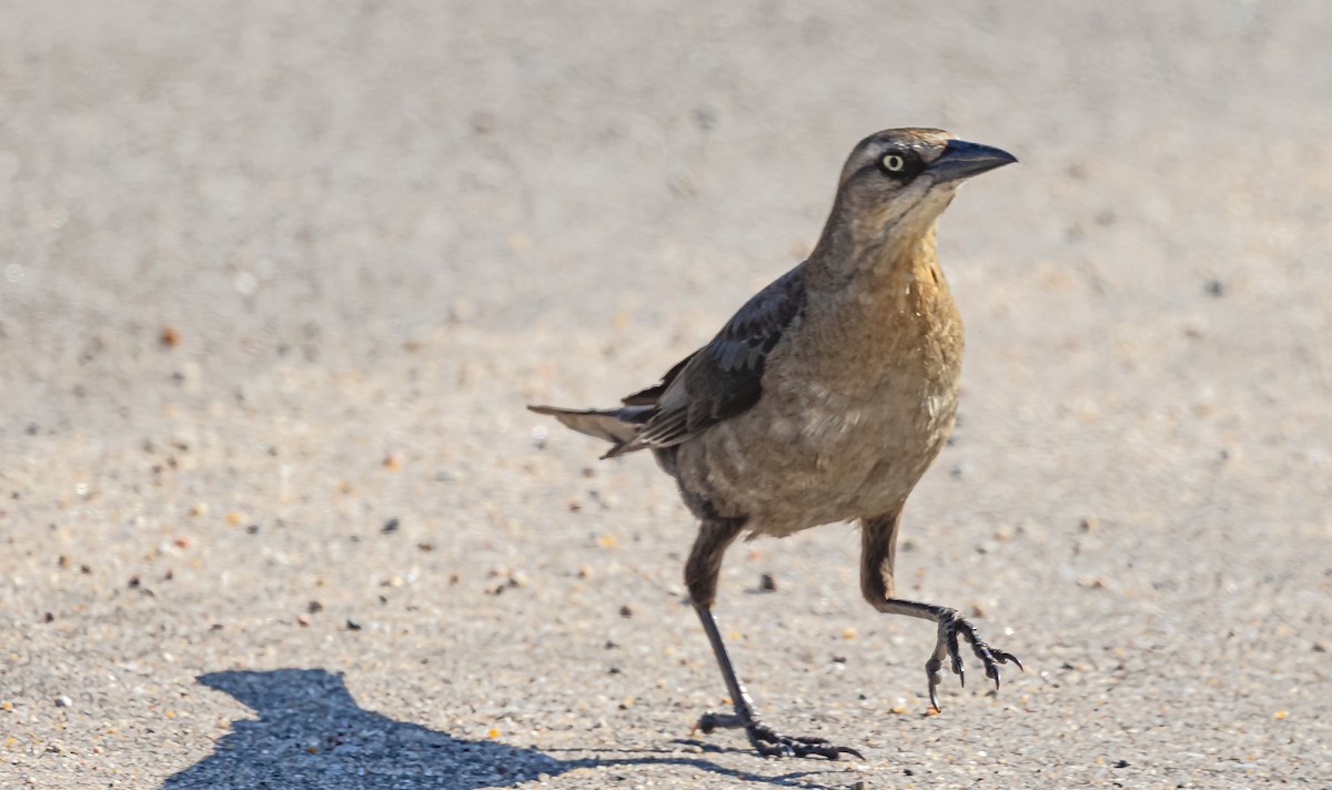 Great-tailed Grackle - ML619675534