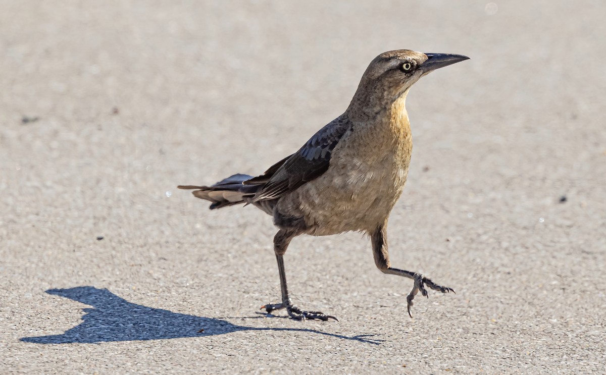 Great-tailed Grackle - ML619675538