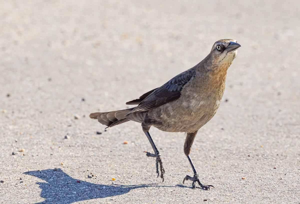 Great-tailed Grackle - ML619675540