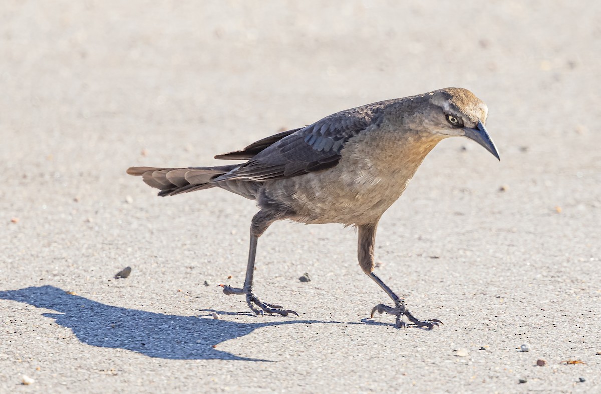 Great-tailed Grackle - ML619675541
