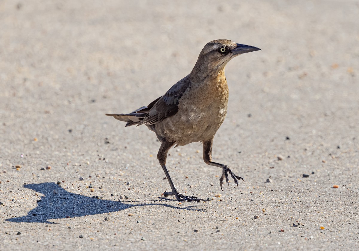 Great-tailed Grackle - ML619675542
