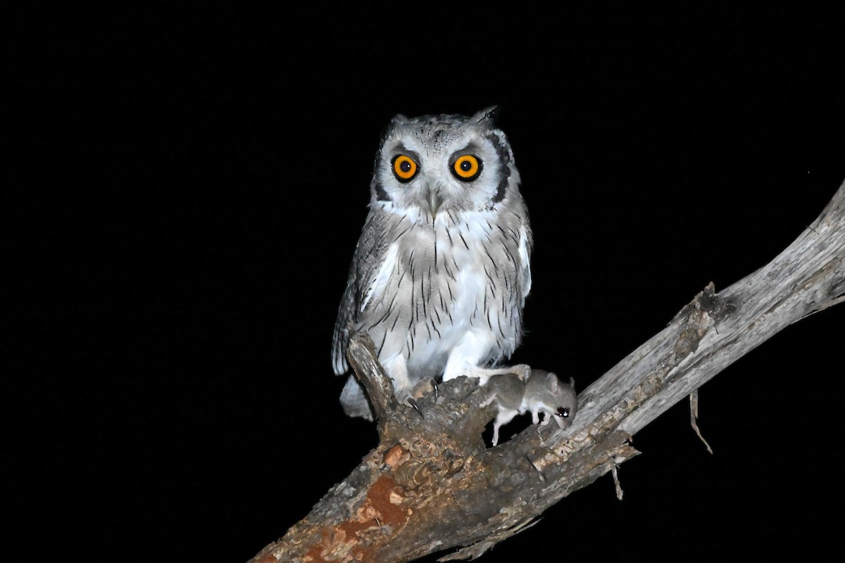 Southern White-faced Owl - ML619675544