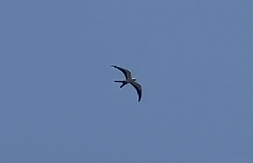 Swallow-tailed Kite - ML619675586