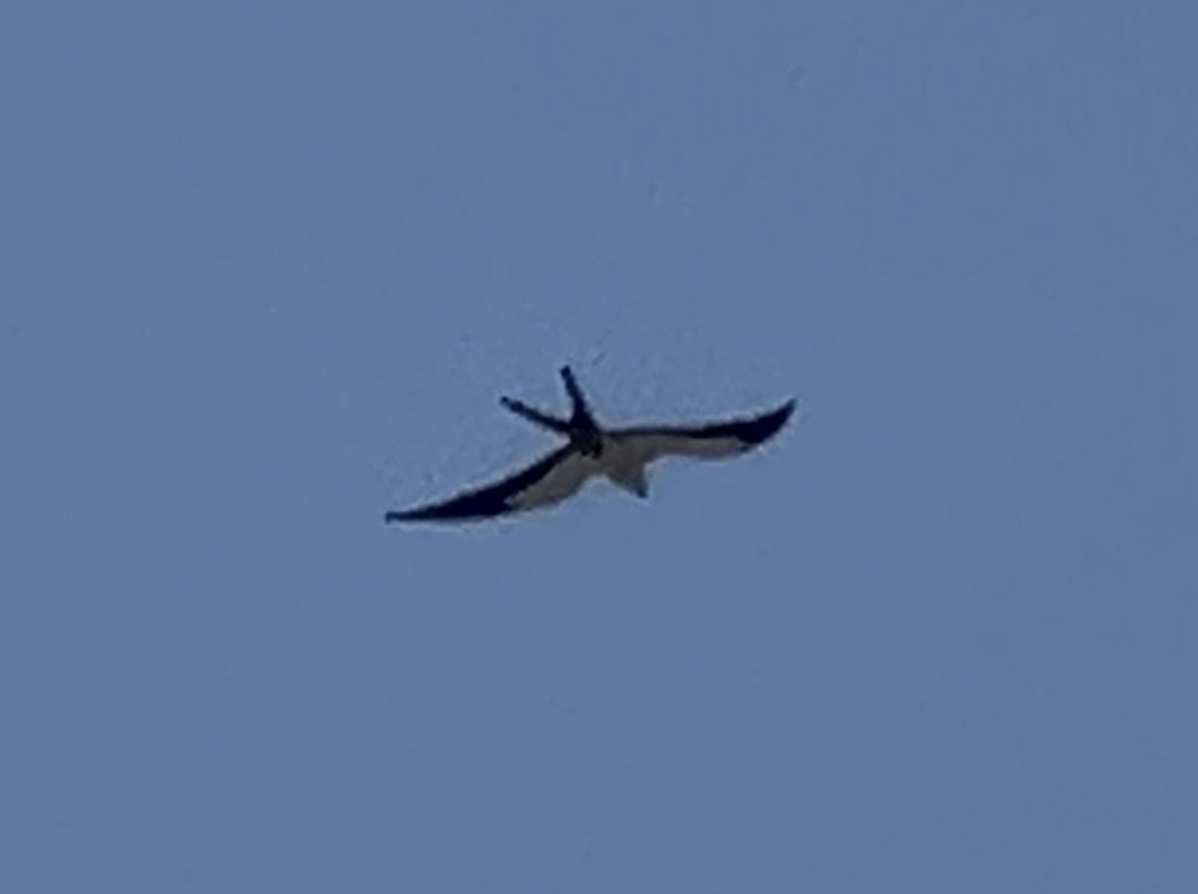 Swallow-tailed Kite - ML619675587