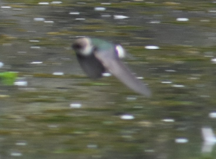Violet-green Swallow - ML619675605