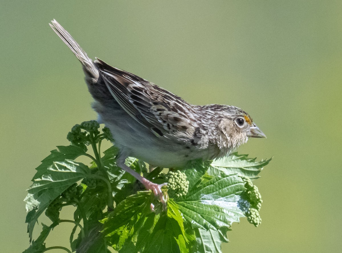 Grasshopper Sparrow - ML619675607