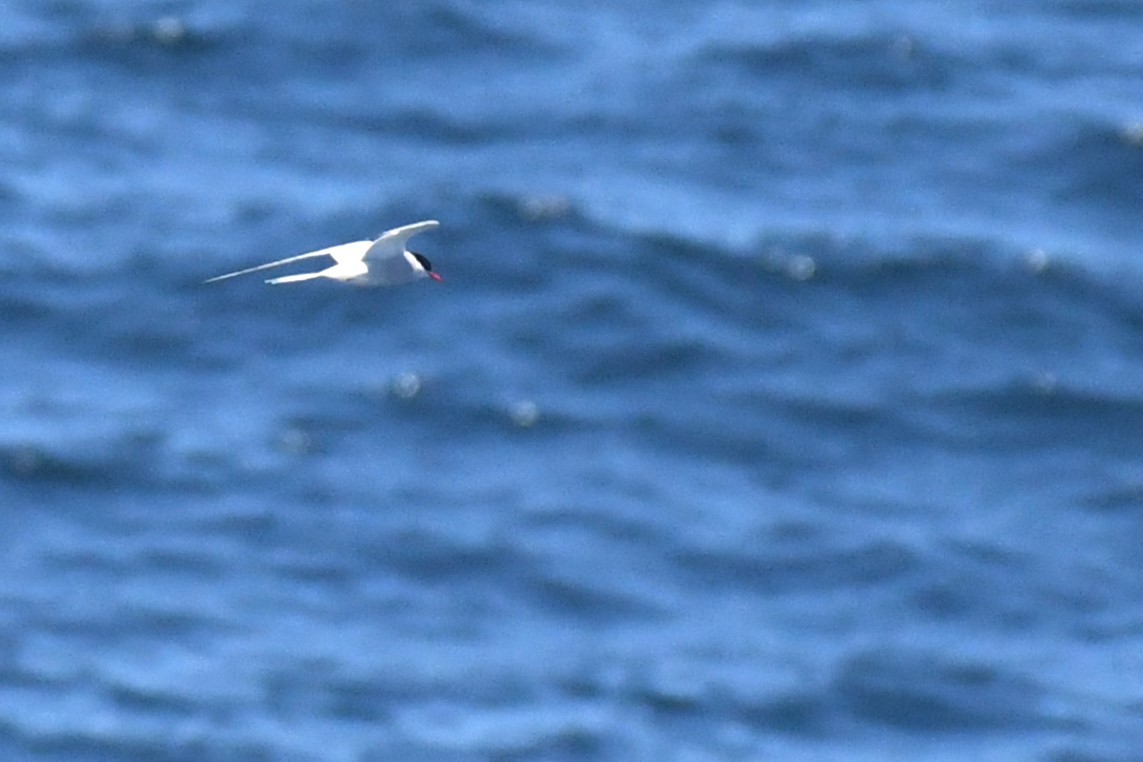 Arctic Tern - ML619675619