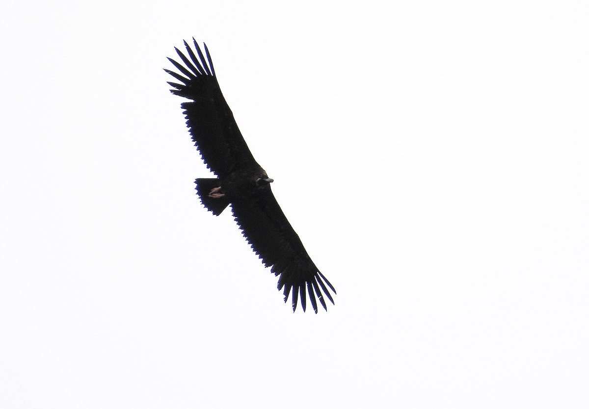 Cinereous Vulture - ML619675641