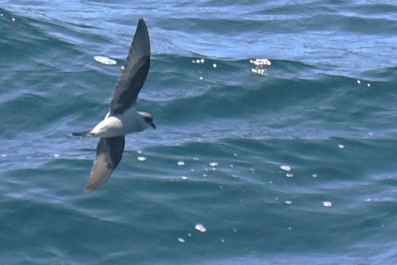 Fork-tailed Storm-Petrel - ML619675667