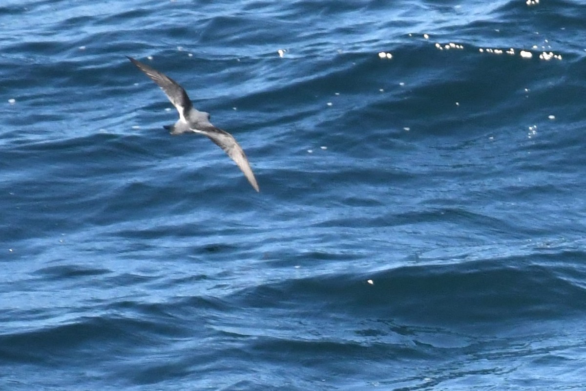 Fork-tailed Storm-Petrel - ML619675668