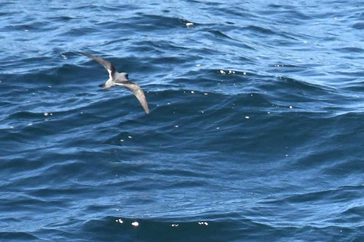 Fork-tailed Storm-Petrel - ML619675669