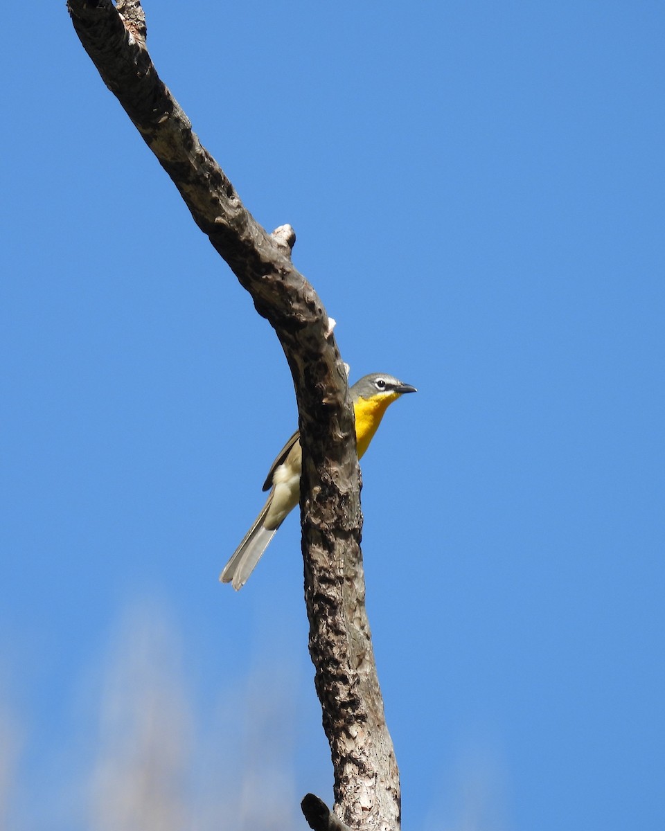 Yellow-breasted Chat - ML619675674