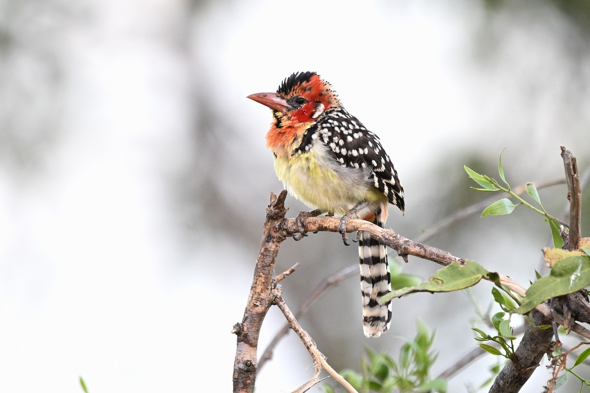 Red-and-yellow Barbet - ML619675781