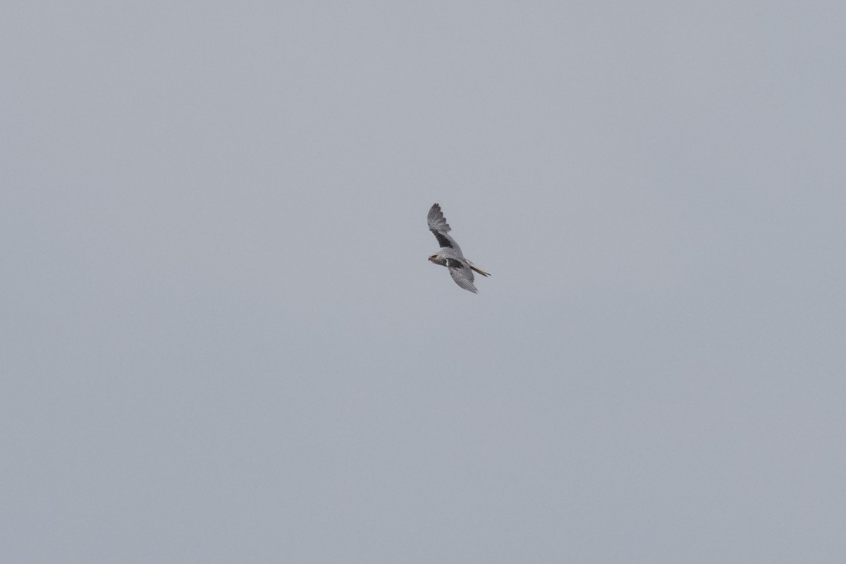 Black-winged Kite - ML619675786